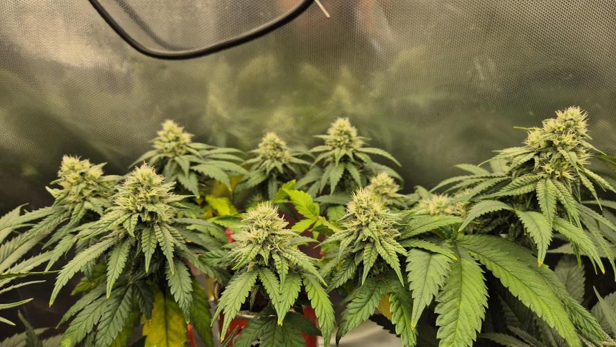 Gorillamelon (Pringles-Cup). Week 9 - Tag 57
Blütetag 31