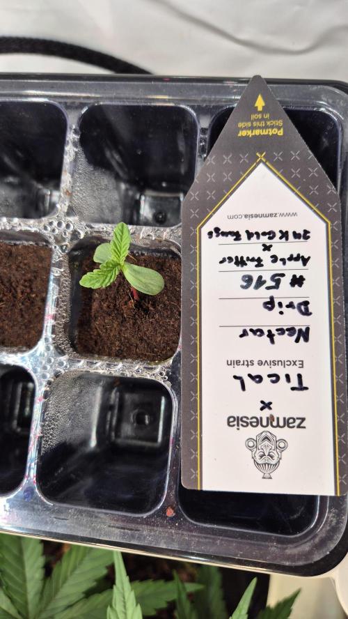 Tropfender Nektar. Week 0 - Tag 0.6