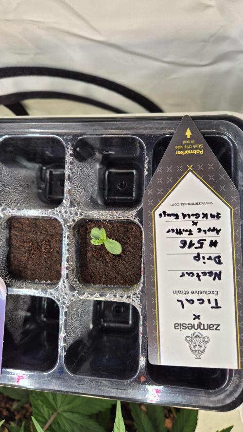 Tropfender Nektar. Week 0 - Tag 0.5