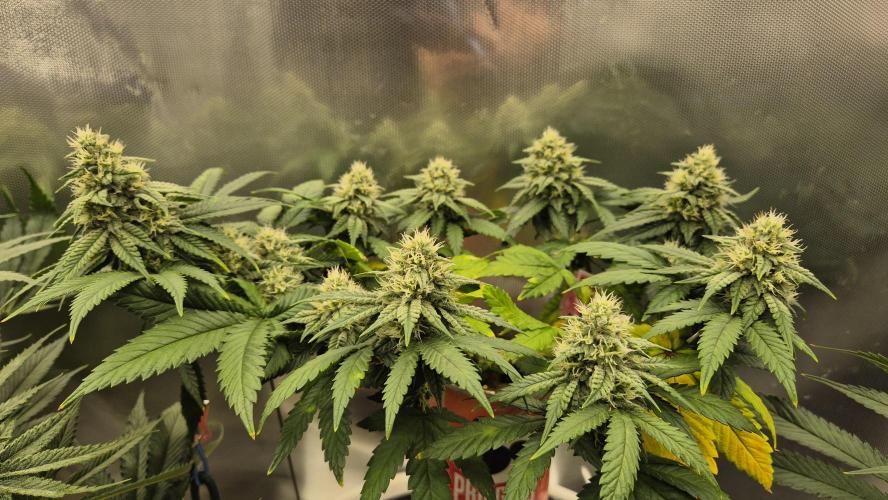 Gorillamelon (Pringles-Cup). Week 9 - Tag 58
Blütetag 32