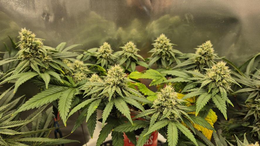 Gorillamelon (Pringles-Cup). Week 9 - Tag 59
Blütetag 33