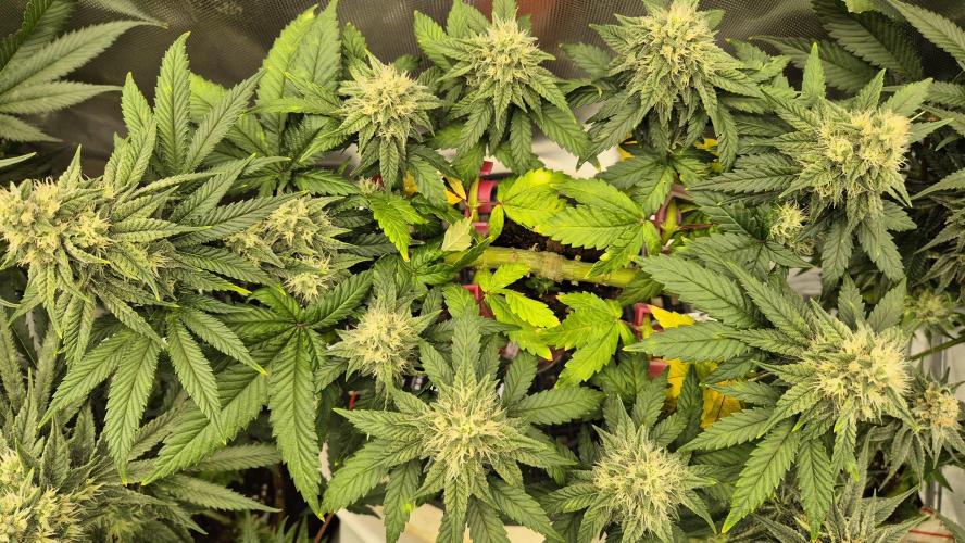 Gorillamelon (Pringles-Cup). Week 9 - Tag 59
Blütetag 33