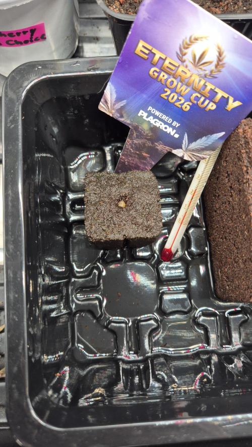 Eternity Grow Cup 2026. Week 0 - Tag 0.8