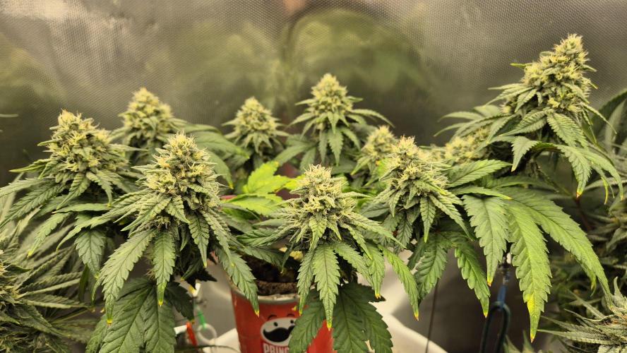 Gorillamelon (Pringles-Cup). Week 9 - Tag 61
Blütetag 35