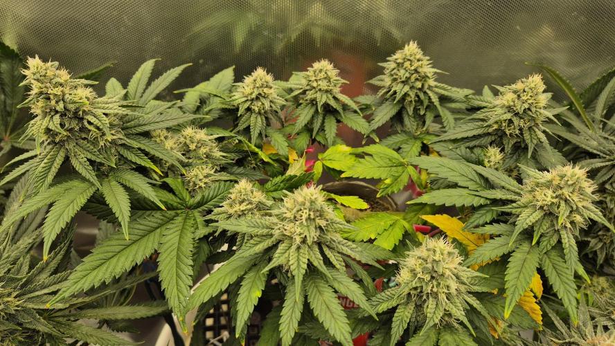 Gorillamelon (Pringles-Cup). Week 9 - Tag 60
Blütetag 34