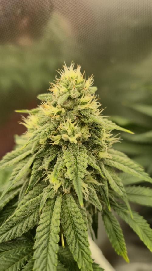 Gorillamelon (Pringles-Cup). Week 9 - Tag 61
Blütetag 35