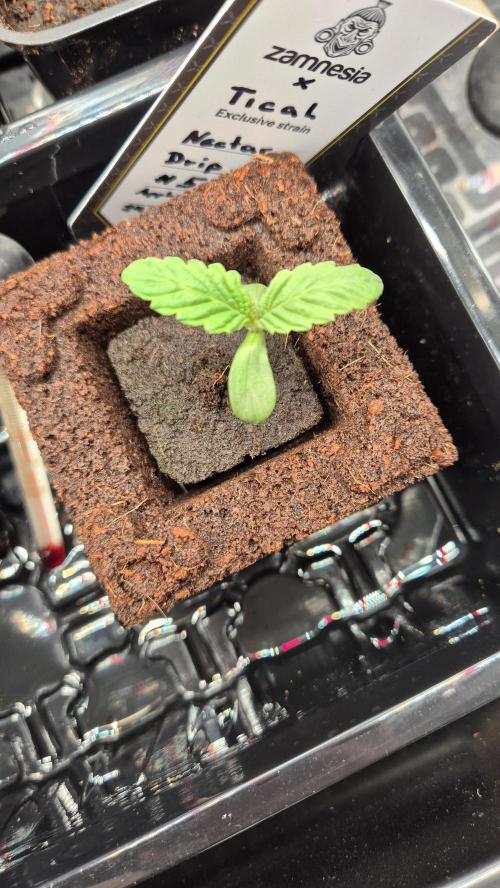 Tropfender Nektar. Week 1 - Tag 8