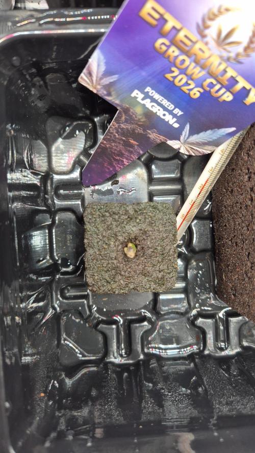 Eternity Grow Cup 2026. Week 0 - Tag 0.9