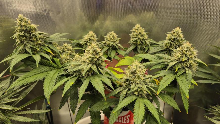 Gorillamelon (Pringles-Cup). Week 9 - Tag 63
Blütetag 37