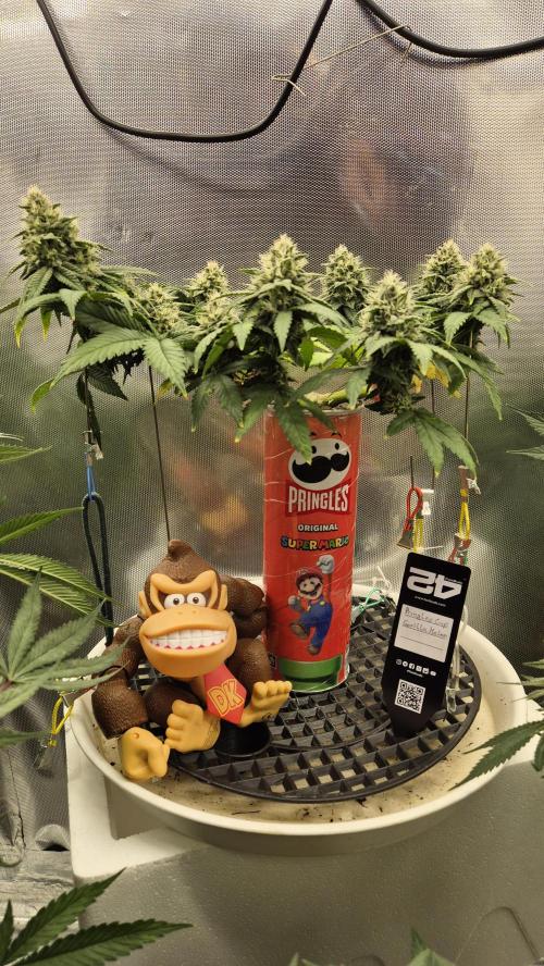 Gorillamelon (Pringles-Cup). Week 9 - Tag 62
Blütetag 36