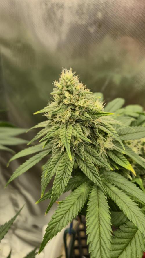 Gorillamelon (Pringles-Cup). Week 9 - Tag 62
Blütetag 37