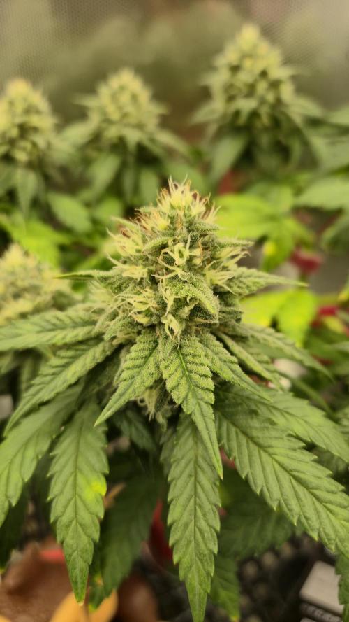 Gorillamelon (Pringles-Cup). Week 9 - Tag 62
Blütetag 37