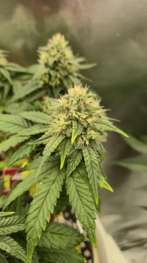 Gorillamelon (Pringles-Cup). Week 9 - Tag 62
Blütetag 37