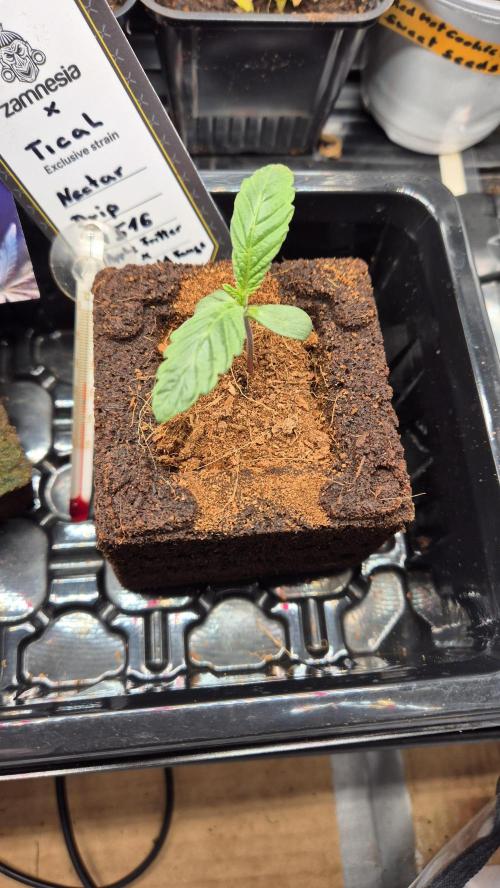 Tropfender Nektar. Week 1 - Tag 10