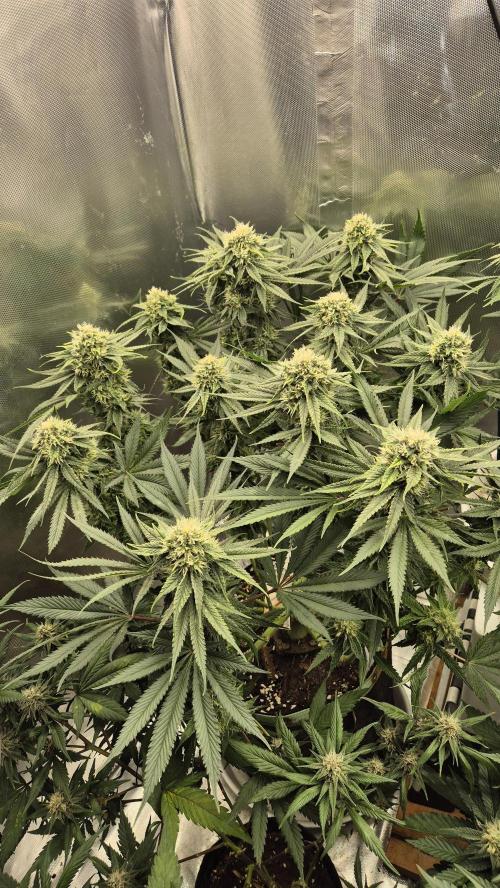 Melonenbogen!. Week 12 - Tag 79
Blütetag 36