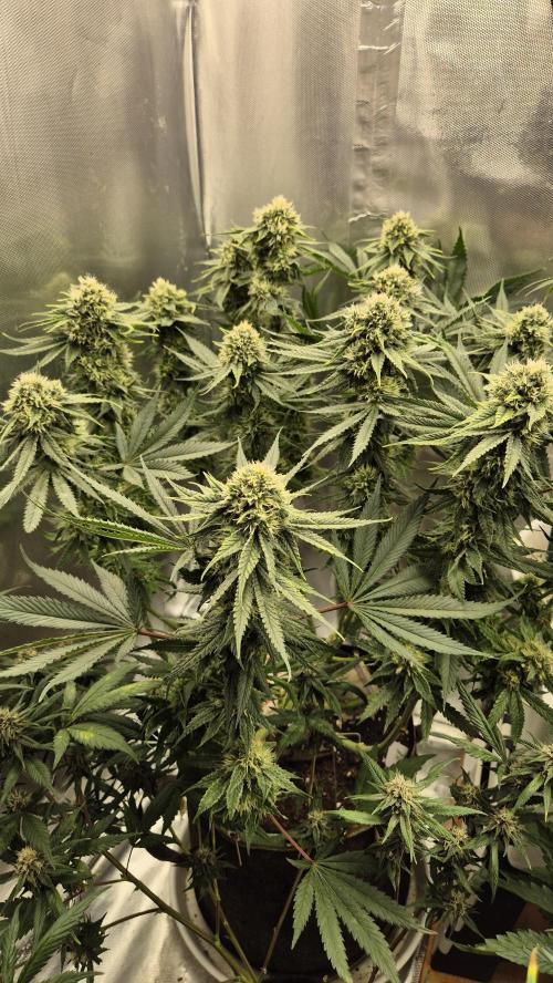 Melonenbogen!. Week 12 - Tag 80
Blütetag 37