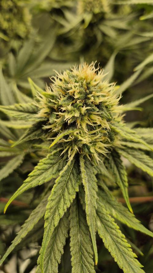 Melonenbogen!. Week 12 - Tag 81
Blütetag 38