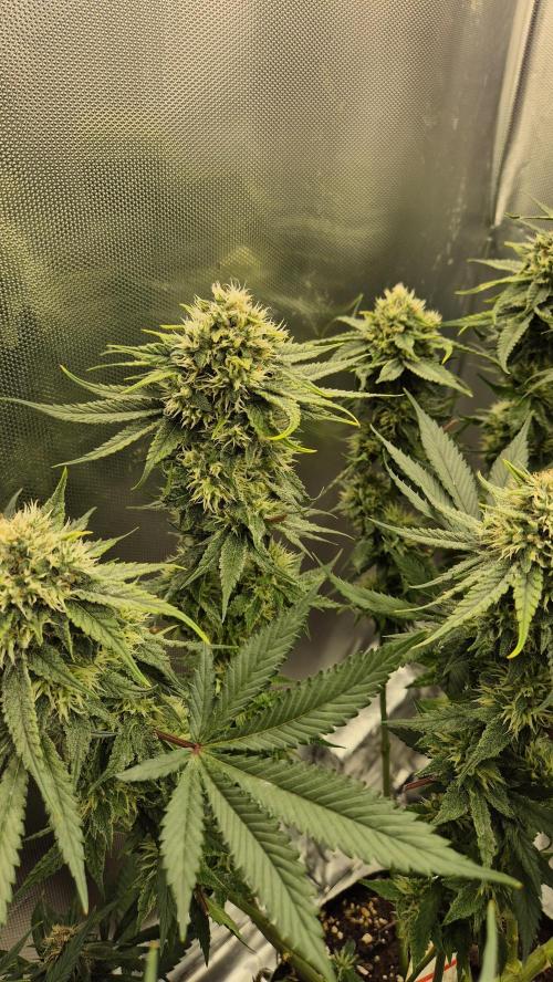 Melonenbogen!. Week 12 - Tag 81
Blütetag 38