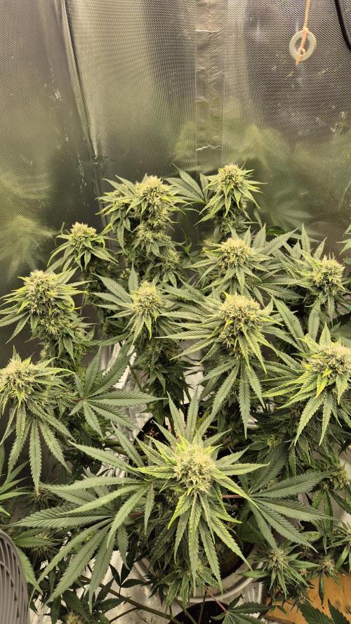 Melonenbogen!. Week 12 - Tag 82
Blütetag 39