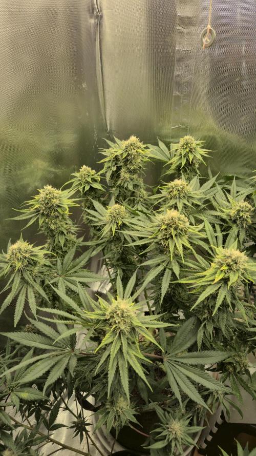 Melonenbogen!. Week 12 - Tag 83
Blütetag 40