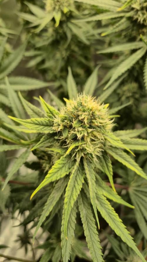 Melonenbogen!. Week 12 - Tag 83
Blütetag 40