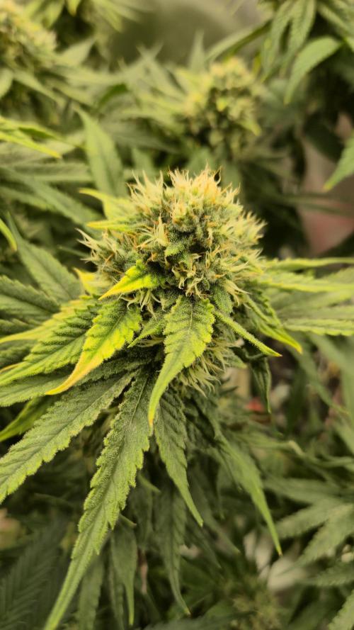 Melonenbogen!. Week 12 - Tag 83
Blütetag 41