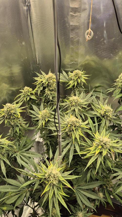 Melonenbogen!. Week 12 - Tag 84
Blütetag 41