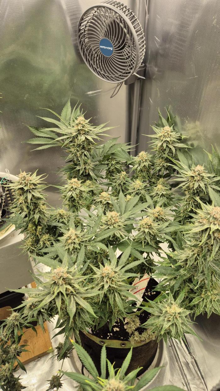 Melonenbogen!. Week 13 - Tag 85
Blütetag 42