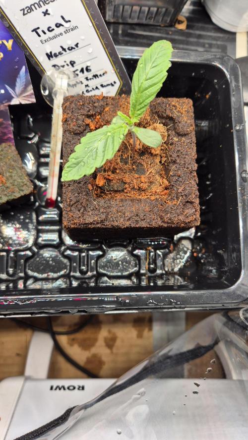 Tropfender Nektar. Week 1 - Tag 11