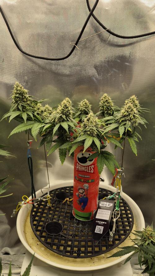 Gorillamelon (Pringles-Cup). Week 10 - Tag 64
Blütetag 38