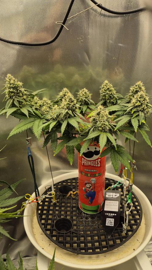 Gorillamelon (Pringles-Cup). Week 10 - Tag 65
Blütetag 39