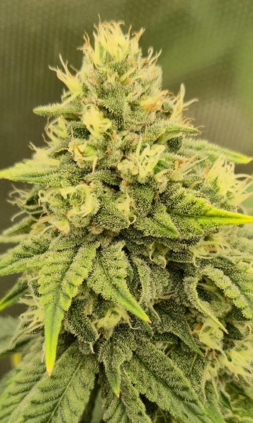 Gorillamelon (Pringles-Cup). Week 10 - Tag 65
Blütetag 39