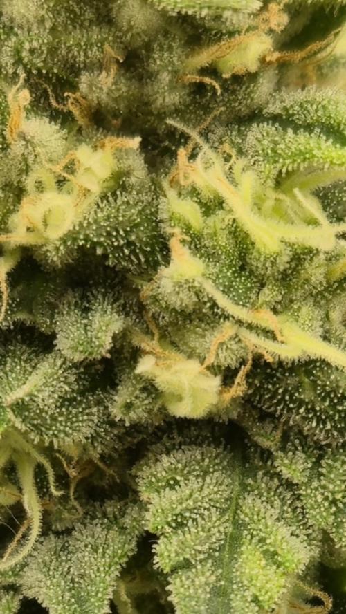 Gorillamelon (Pringles-Cup). Week 10 - Tag 66
Blütetag 40