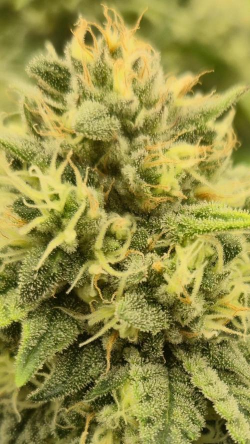 Gorillamelon (Pringles-Cup). Week 10 - Tag 66
Blütetag 40