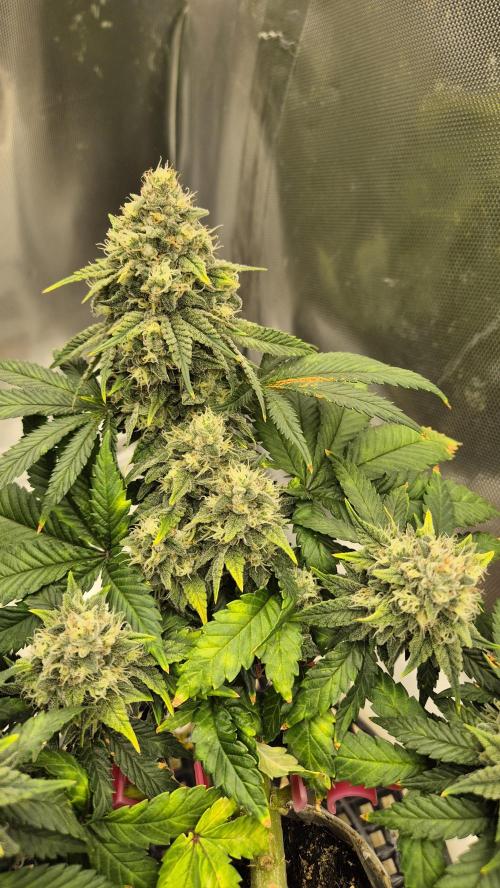 Gorillamelon (Pringles-Cup). Week 10 - Tag 67
Blütetag 41