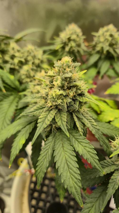 Gorillamelon (Pringles-Cup). Week 10 - Tag 68
Blütetag 42