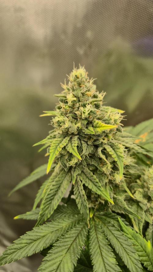 Gorillamelon (Pringles-Cup). Week 10 - Tag 68
Blütetag 42