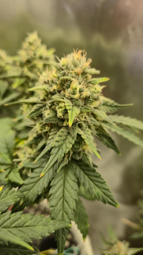 Gorillamelon (Pringles-Cup). Week 10 - Tag 68
Blütetag 42