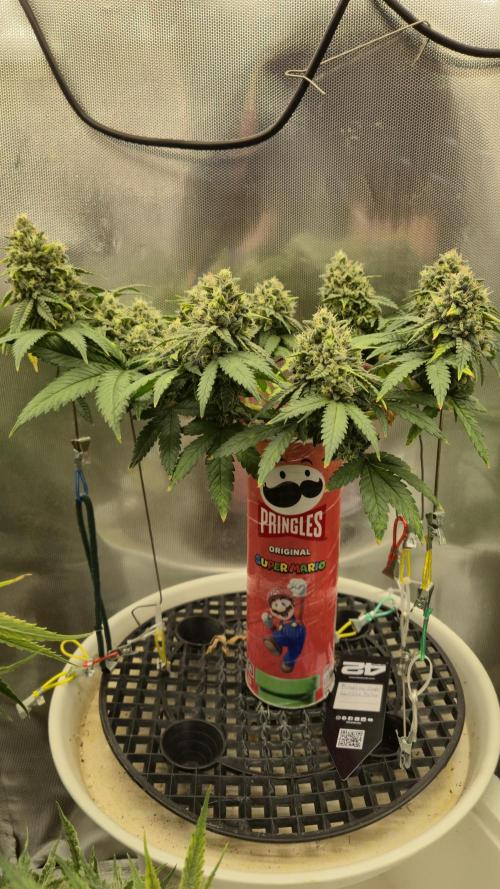 Gorillamelon (Pringles-Cup). Week 10 - Tag 68
Blütetag 42