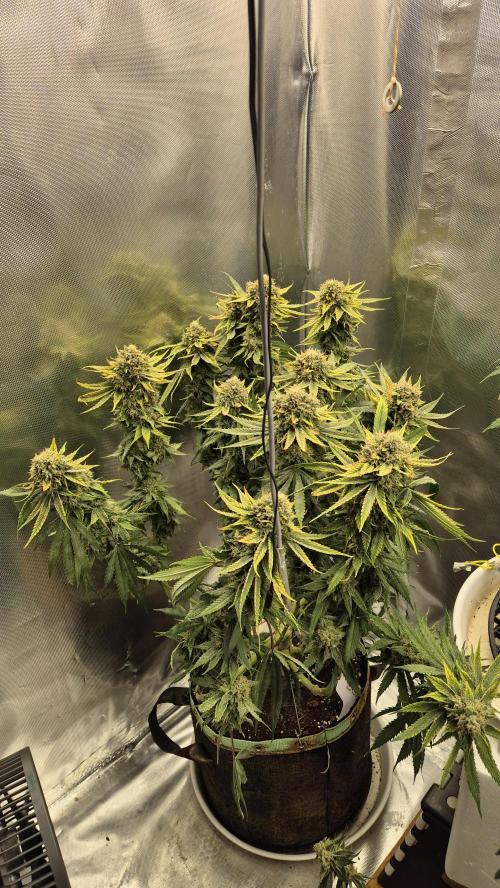 Melonenbogen!. Week 13 - Tag 86
Blütetag 43