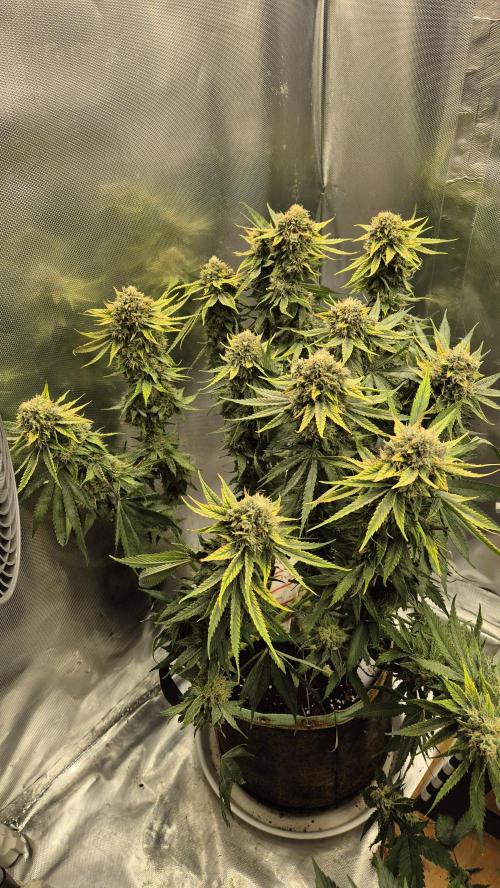 Melonenbogen!. Week 13 - Tag 87
Blütetag 44