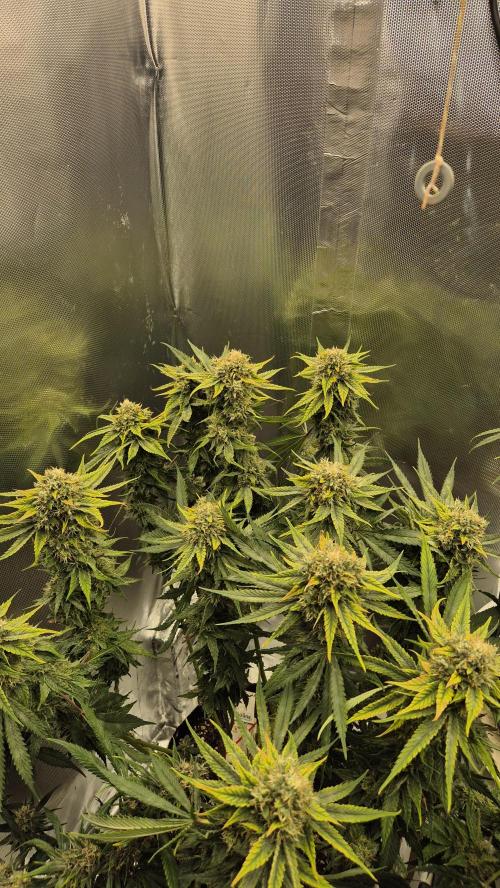 Melonenbogen!. Week 13 - Tag 88
Blütetag 45