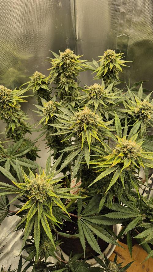 Melonenbogen!. Week 13 - Tag 89
Blütetag 46