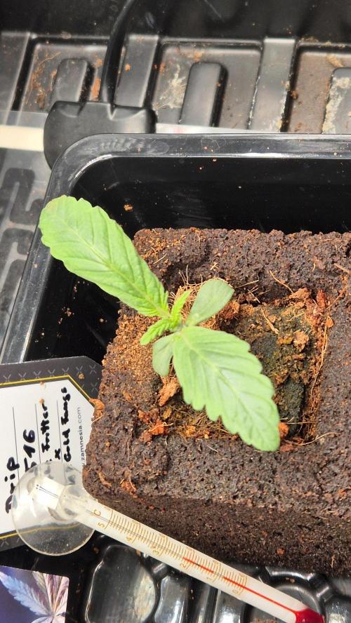 Tropfender Nektar. Week 1 - Tag 12