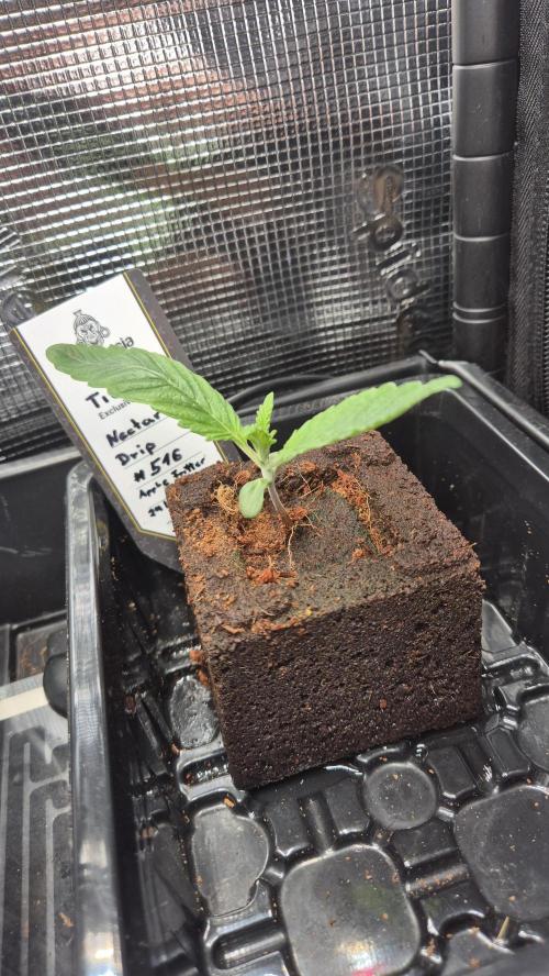 Tropfender Nektar. Week 1 - Tag 13