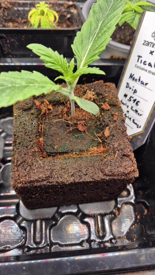 Tropfender Nektar. Week 2 - Tag 15