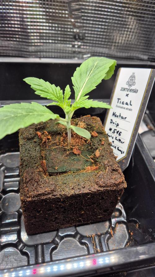 Tropfender Nektar. Week 2 - Tag 16