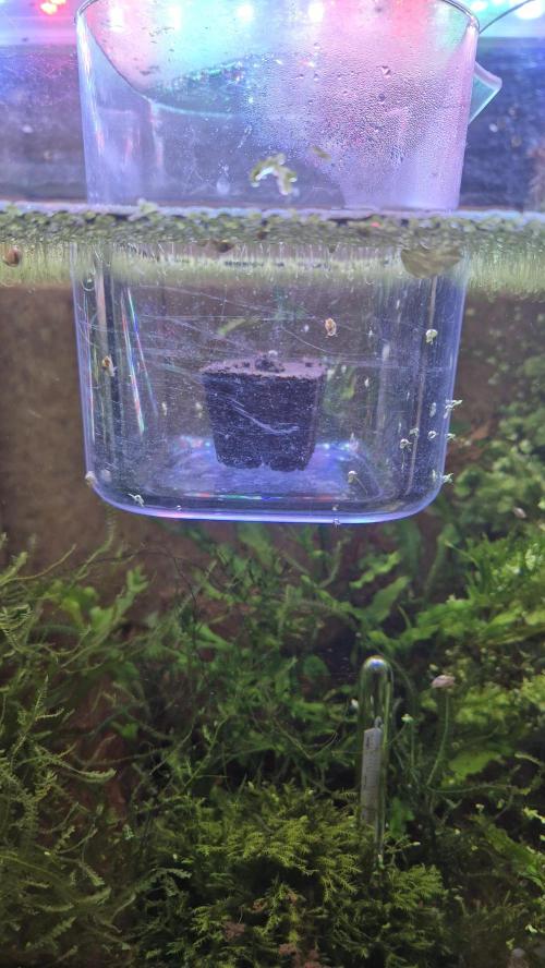 Eternity Grow Cup 2026. Week 0 - Tag 0.2 von Samen 2