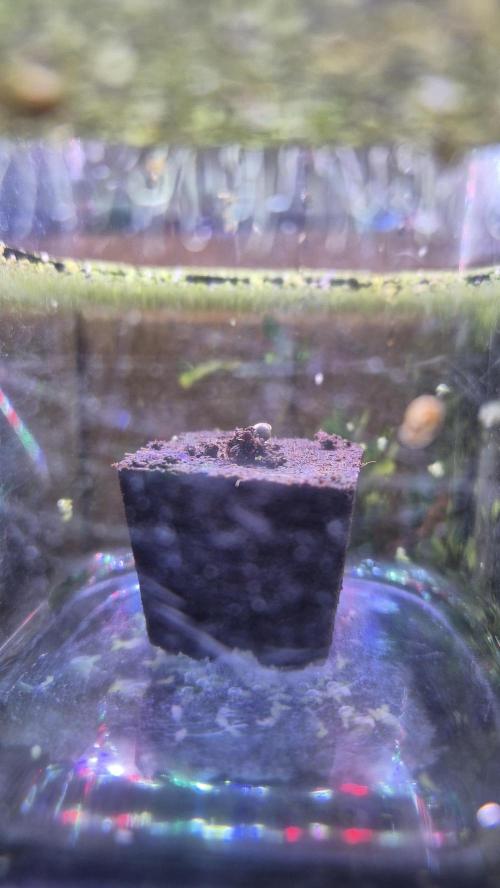 Eternity Grow Cup 2026. Week 0 - Tag 0.2 von Samen 2