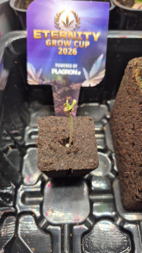 Eternity Grow Cup 2026. Week 0 - Tag 0.3 von Samen 2